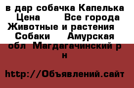 в дар собачка Капелька › Цена ­ 1 - Все города Животные и растения » Собаки   . Амурская обл.,Магдагачинский р-н